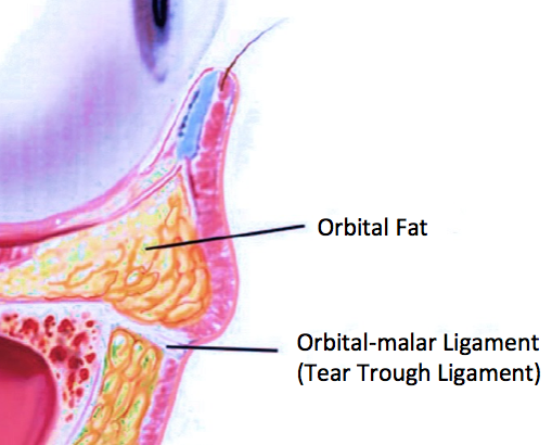 orbital fat graphic